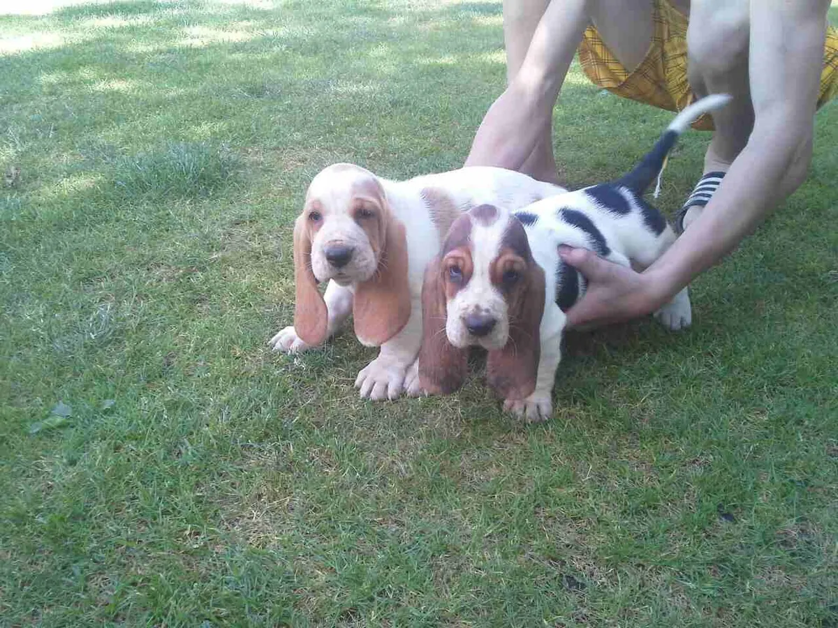 巴吉度犬幼犬，公母皆有