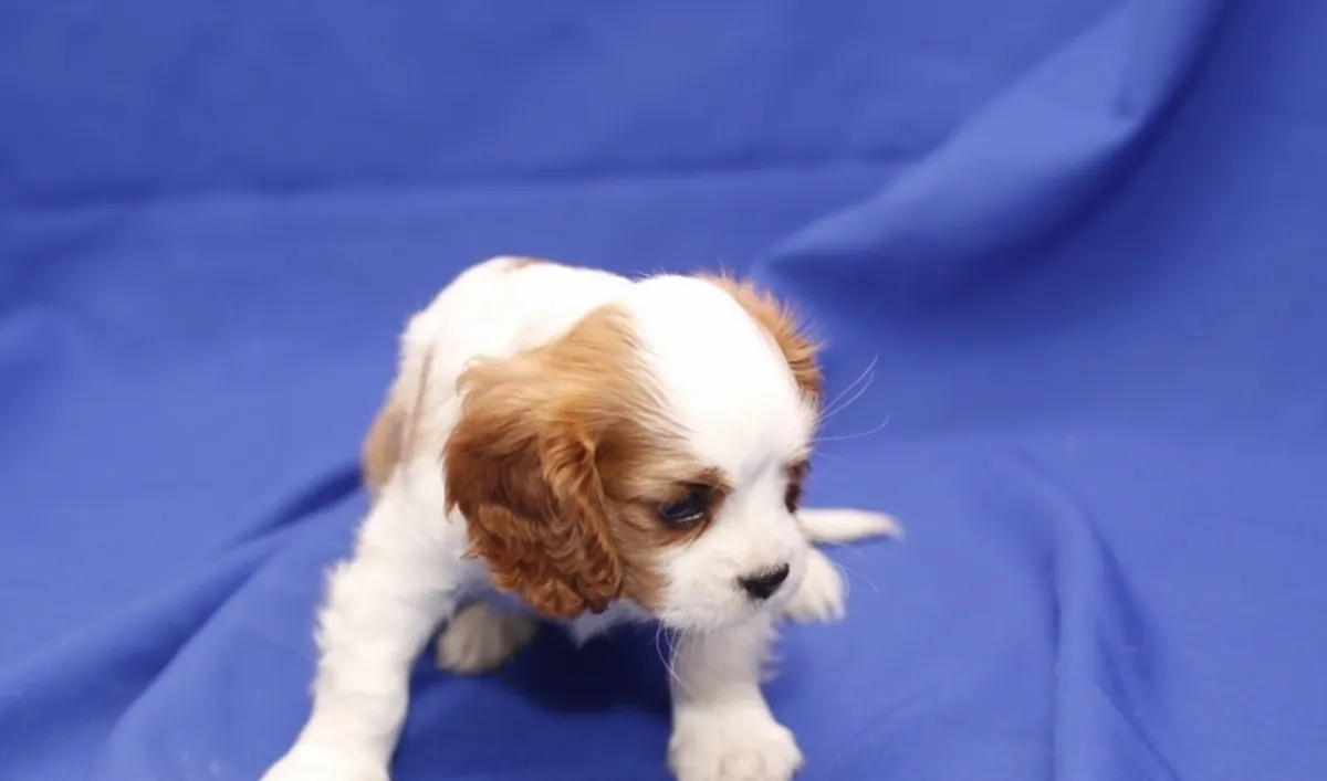 Cavalier King Charles Spaniel yavruları