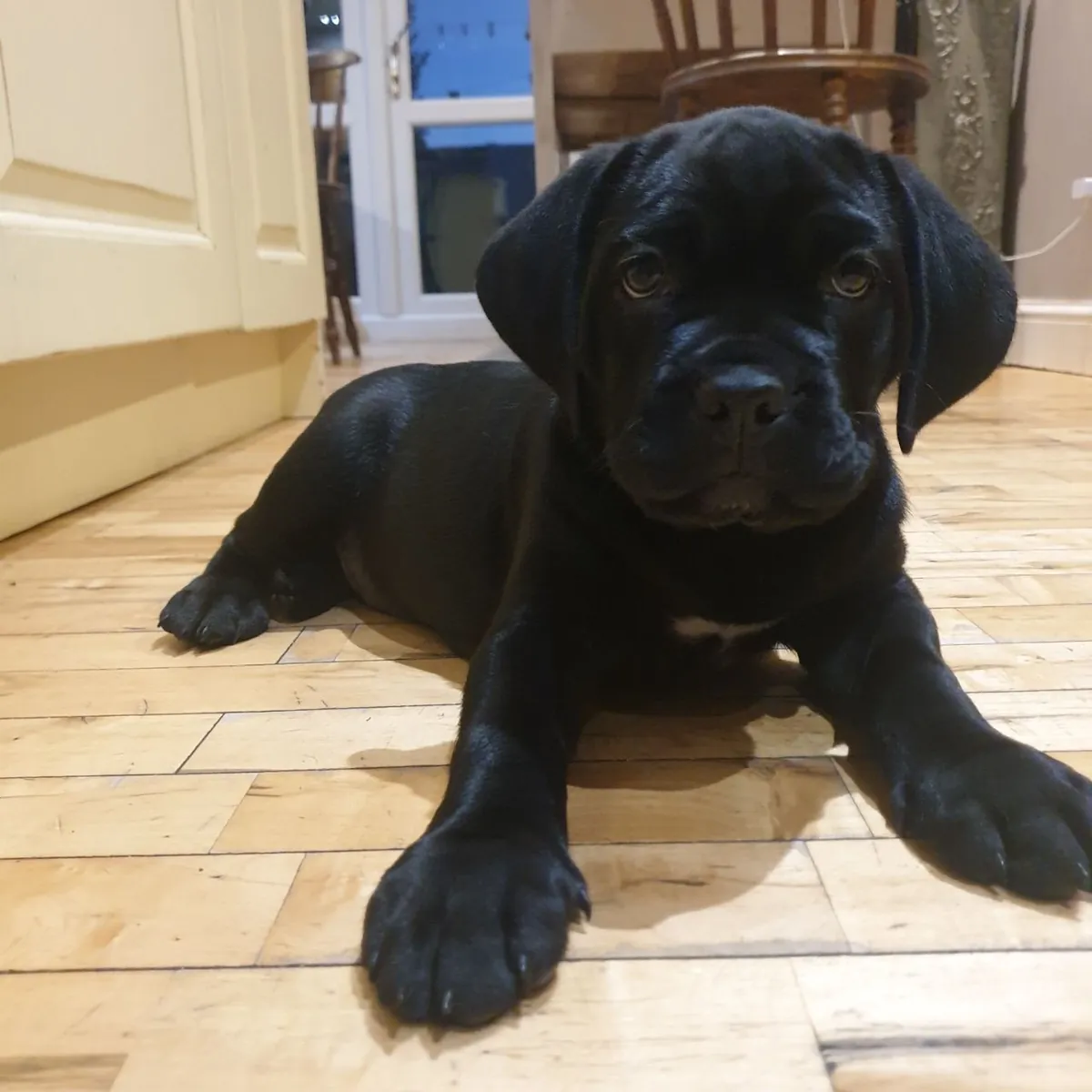 Cane Corso yavruları dişi ve erkek