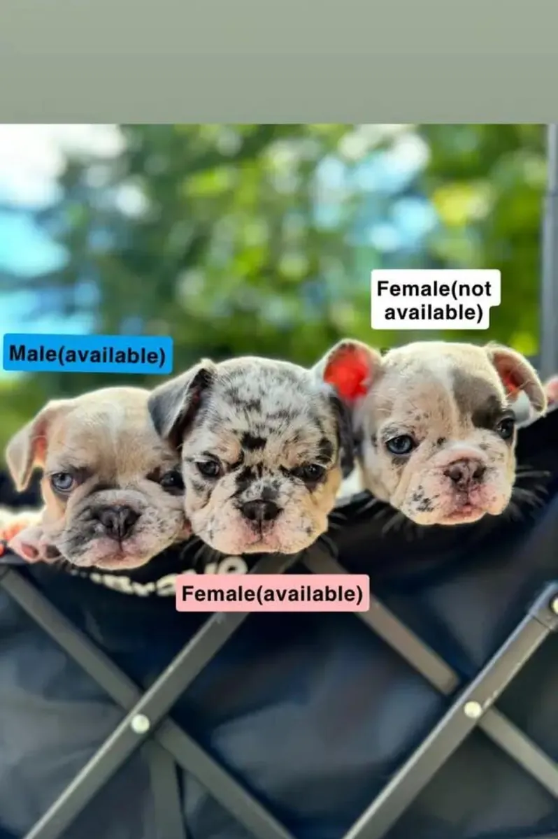 Fransız Bulldogları Yavruları … İletişim için