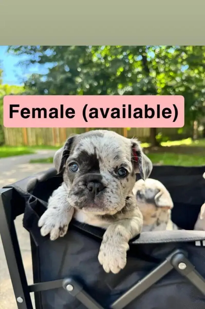 Fransız Bulldogları Yavruları … İletişim için