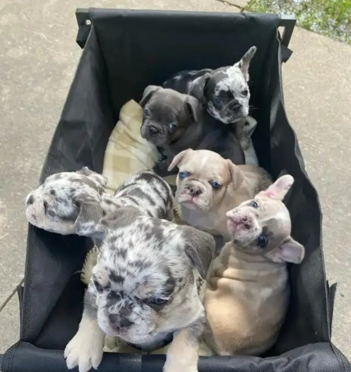 Fransız Bulldogları Yavruları … İletişim için