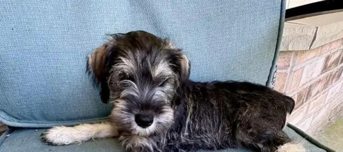 迷你雪纳瑞幼犬 …请给我写信