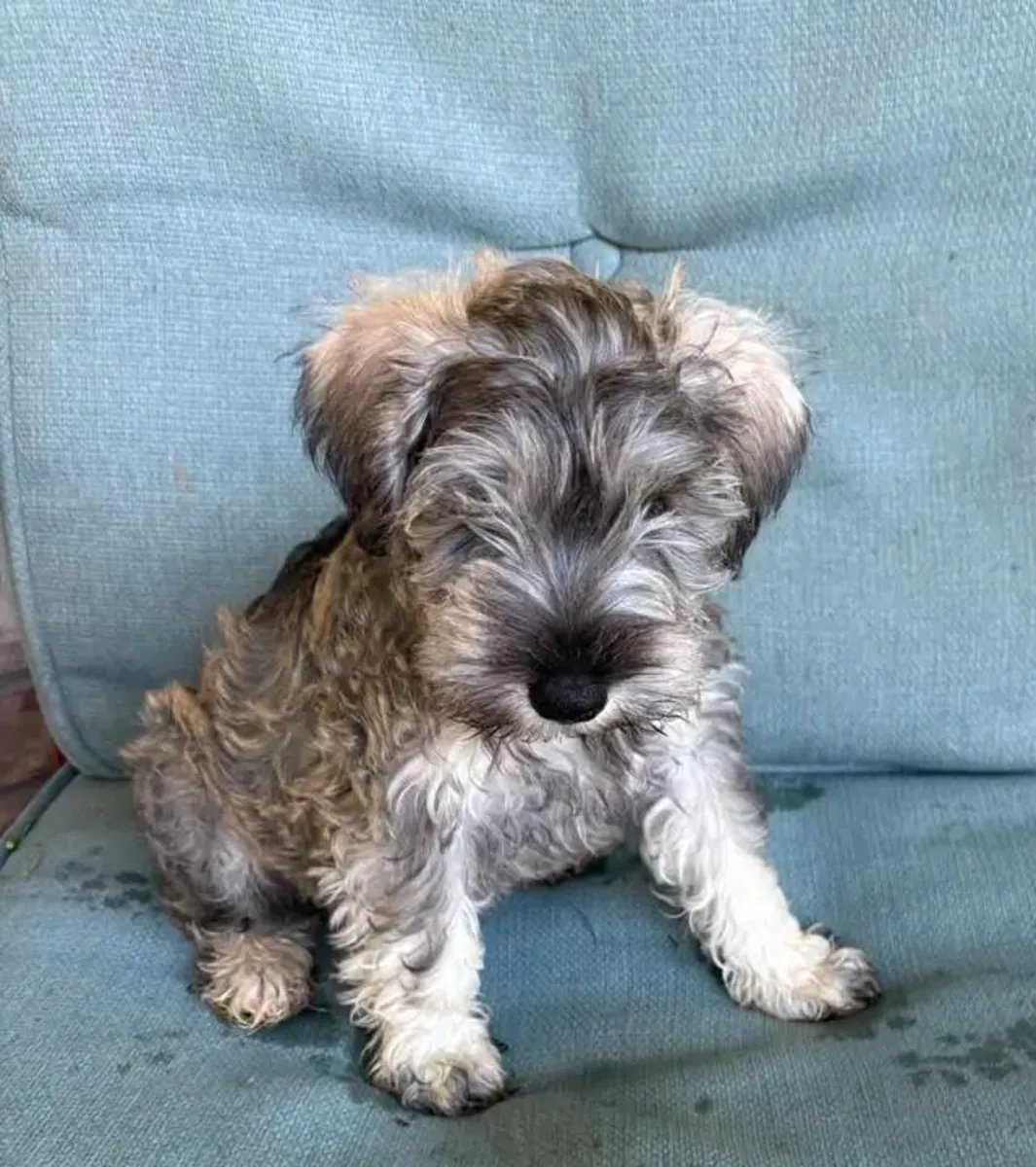 迷你雪纳瑞幼犬 …请给我写信