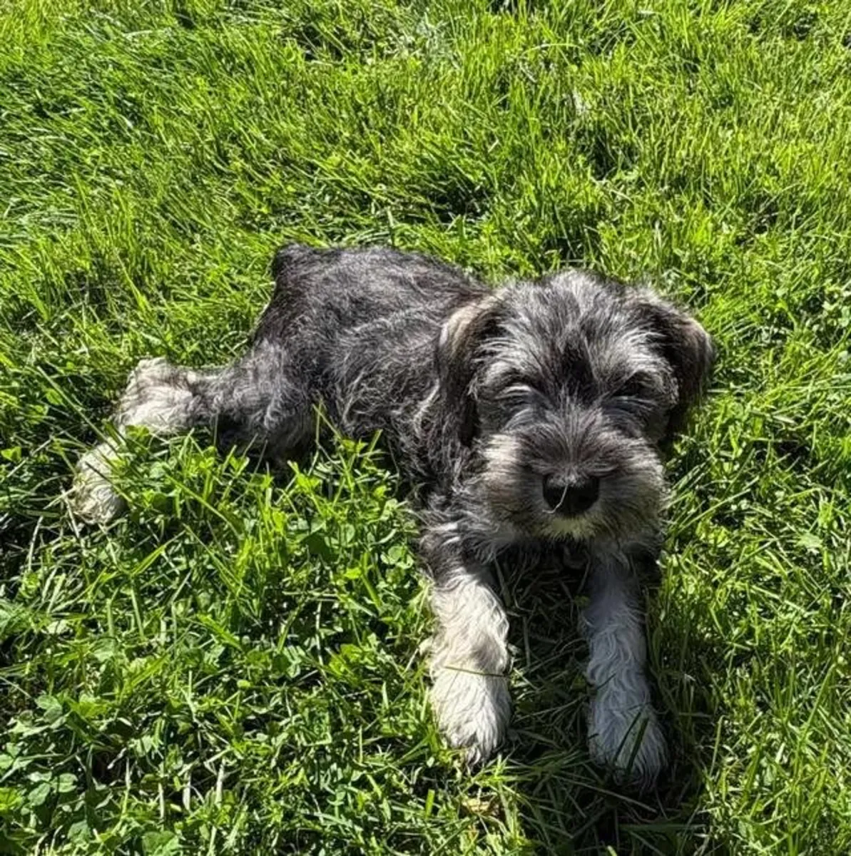 迷你雪纳瑞幼犬 …请给我写信