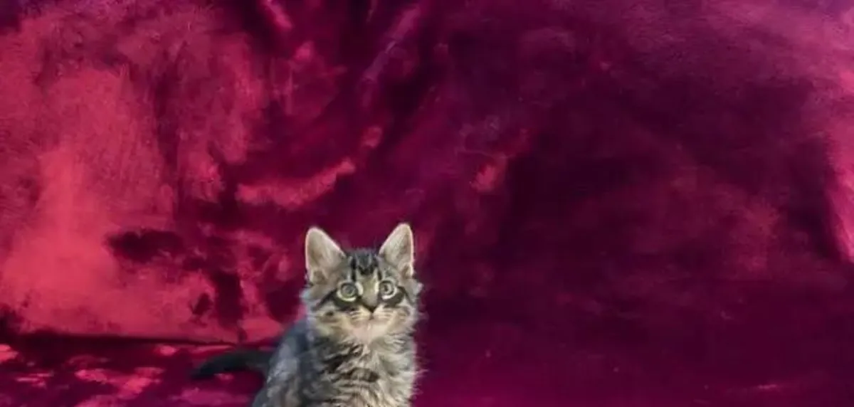 ✨ SİBER KEDİLER — SEVGİYLE EVDE YETİŞTİRİLDİ ✨