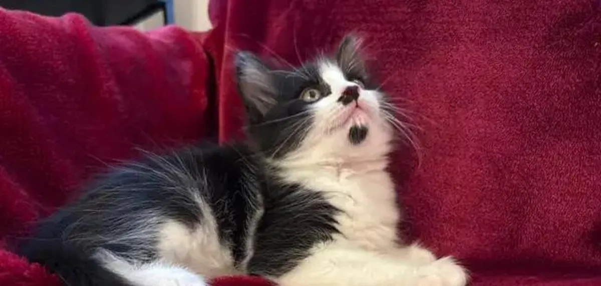 ✨ SİBER KEDİLER — SEVGİYLE EVDE YETİŞTİRİLDİ ✨