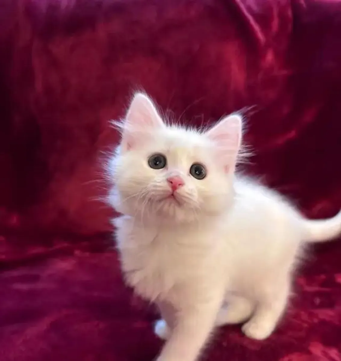 ✨ SİBER KEDİLER — SEVGİYLE EVDE YETİŞTİRİLDİ ✨