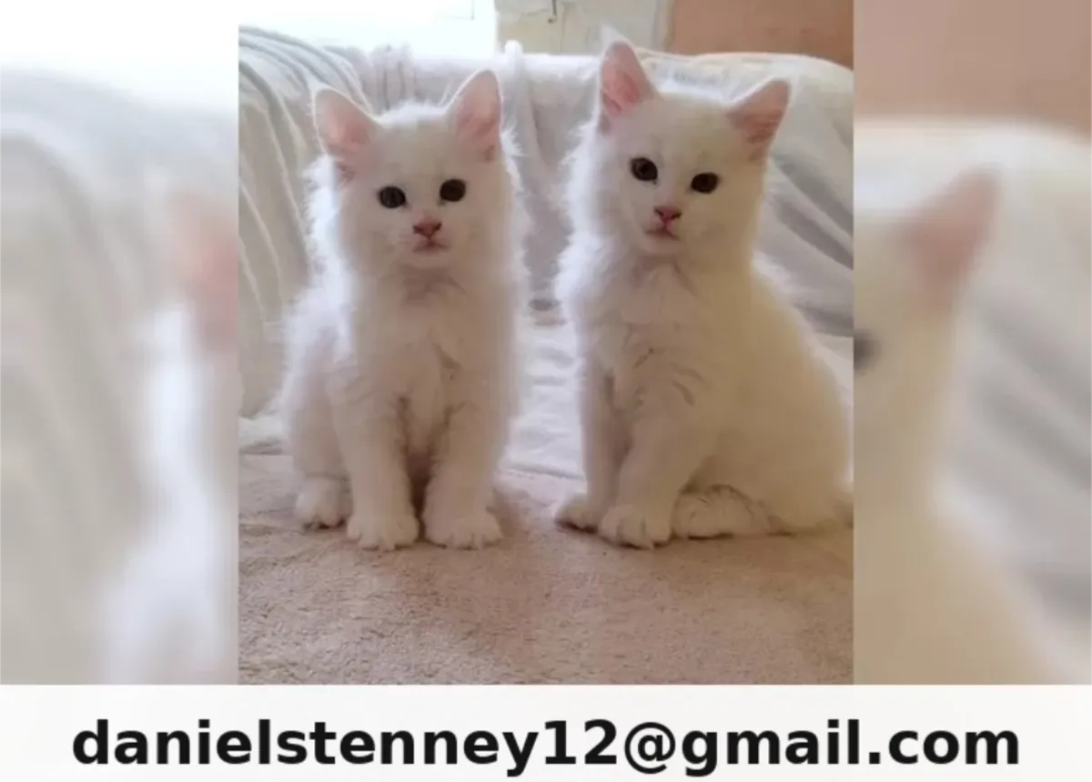 Beautiful Maine Coon kittens available