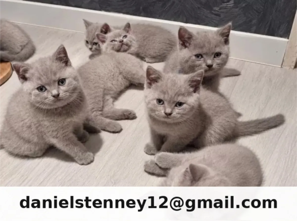 Purebred British Shorthair kittens