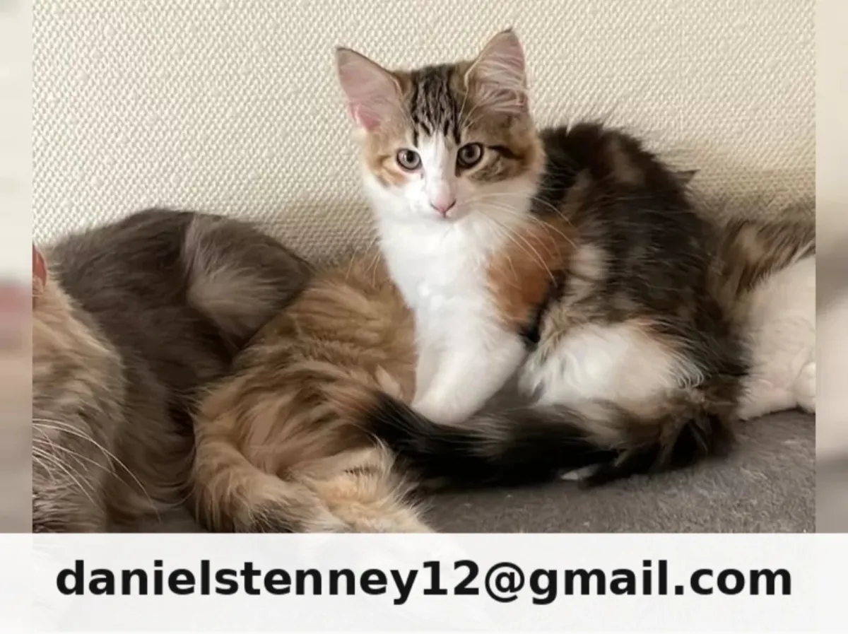 Dreamy Norwegian Forest Cat kittens