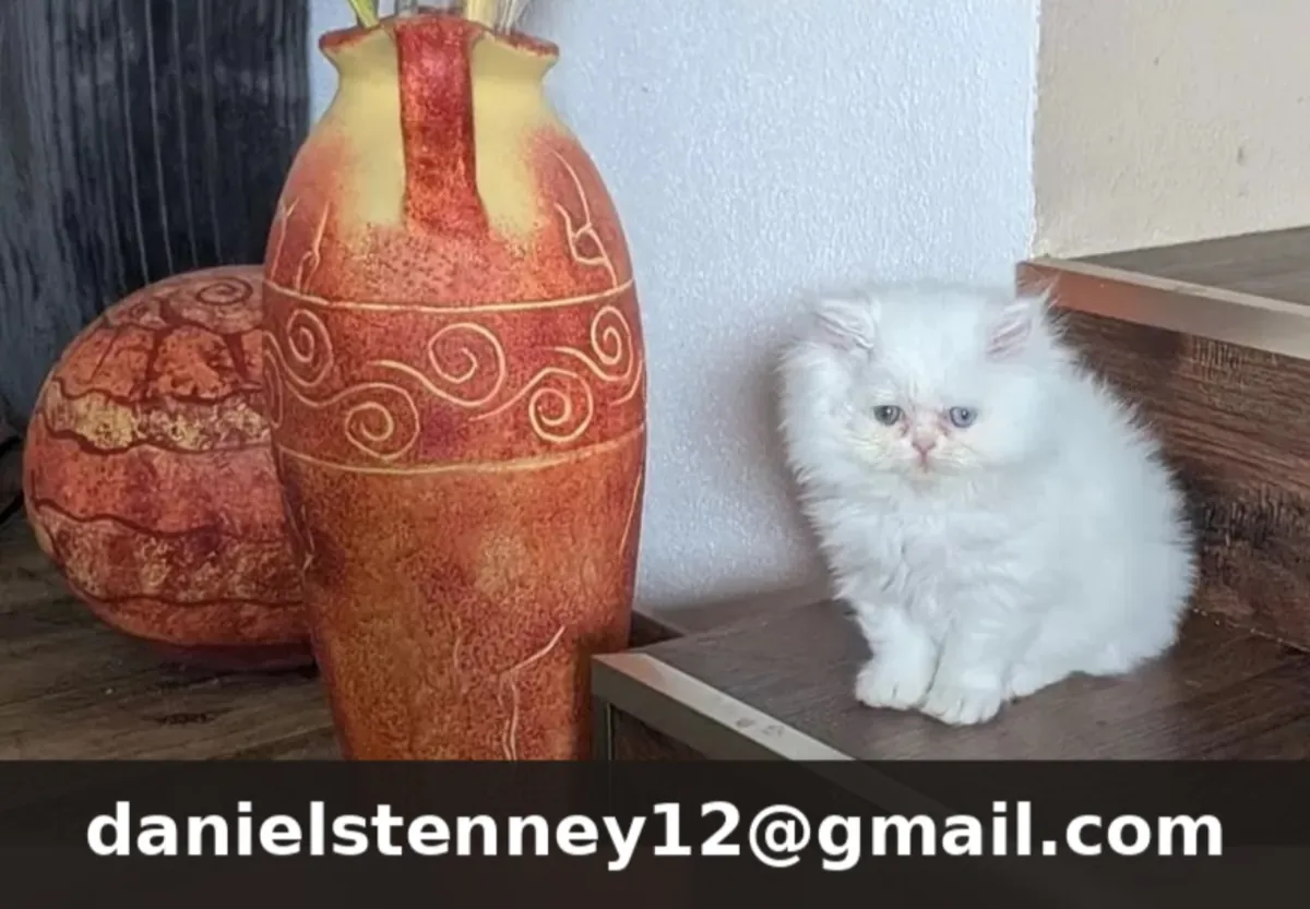 Chatons persans de race pure