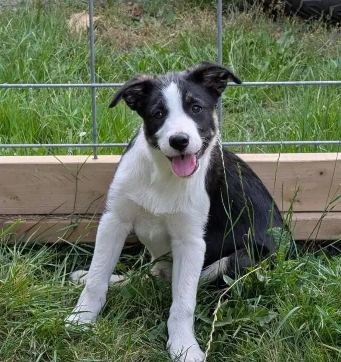 CBCA注册的边境牧羊犬幼犬