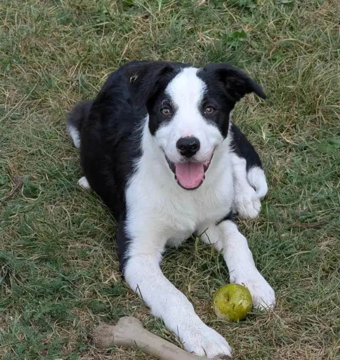 CBCA注册的边境牧羊犬幼犬