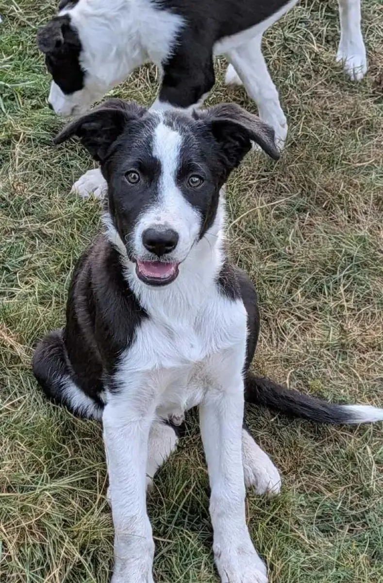 CBCA注册的边境牧羊犬幼犬