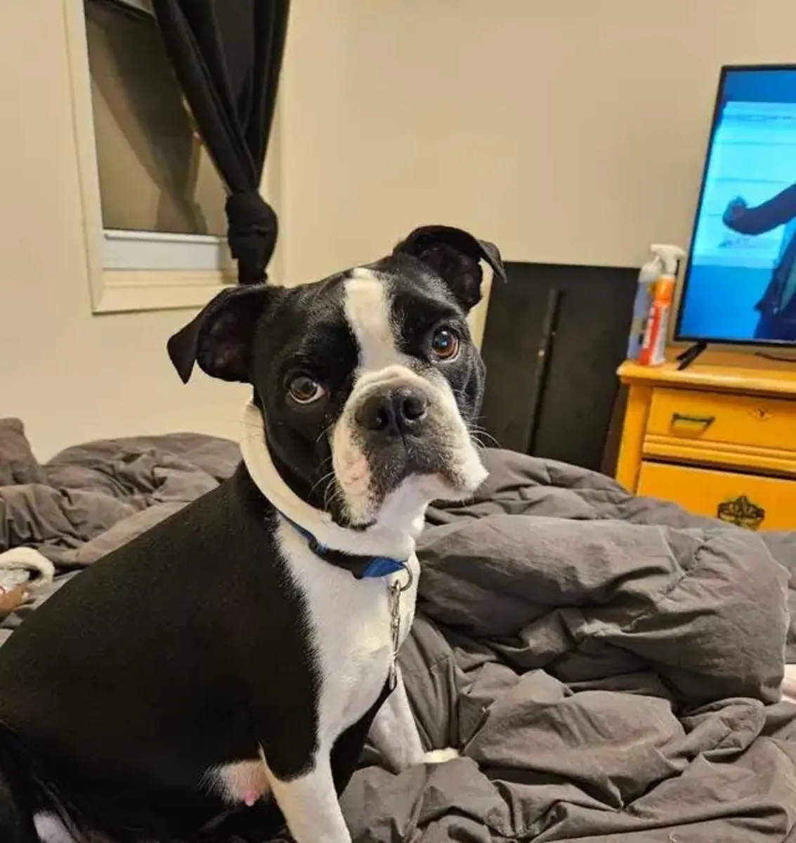 Boston Terrier Yavruları 2 kaldı.