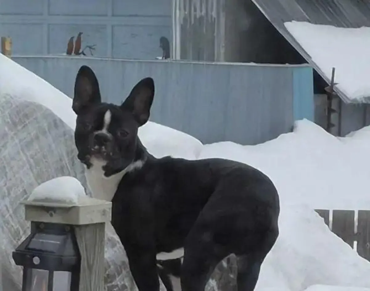 Boston Terrier Yavruları 2 kaldı.