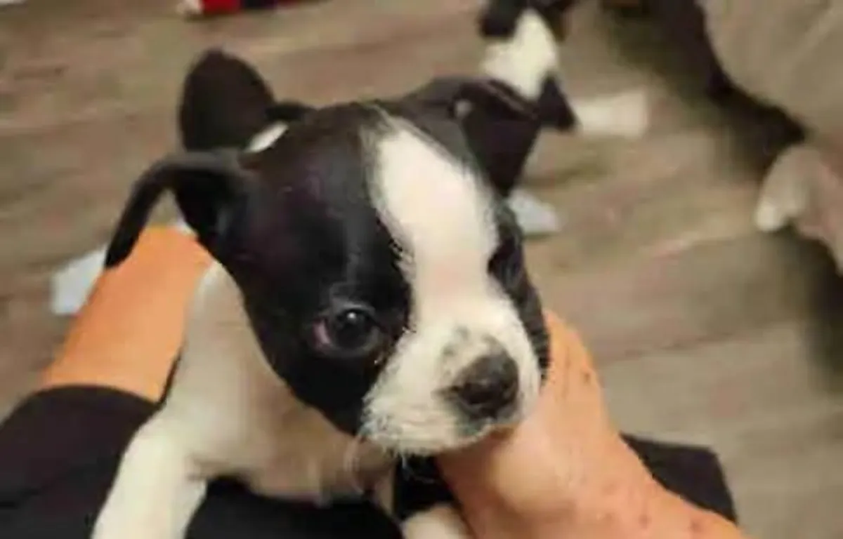 Boston Terrier Yavruları 2 kaldı.