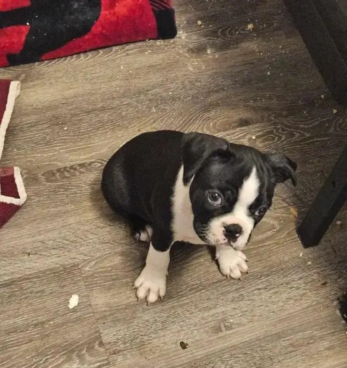 Boston Terrier Yavruları 2 kaldı.
