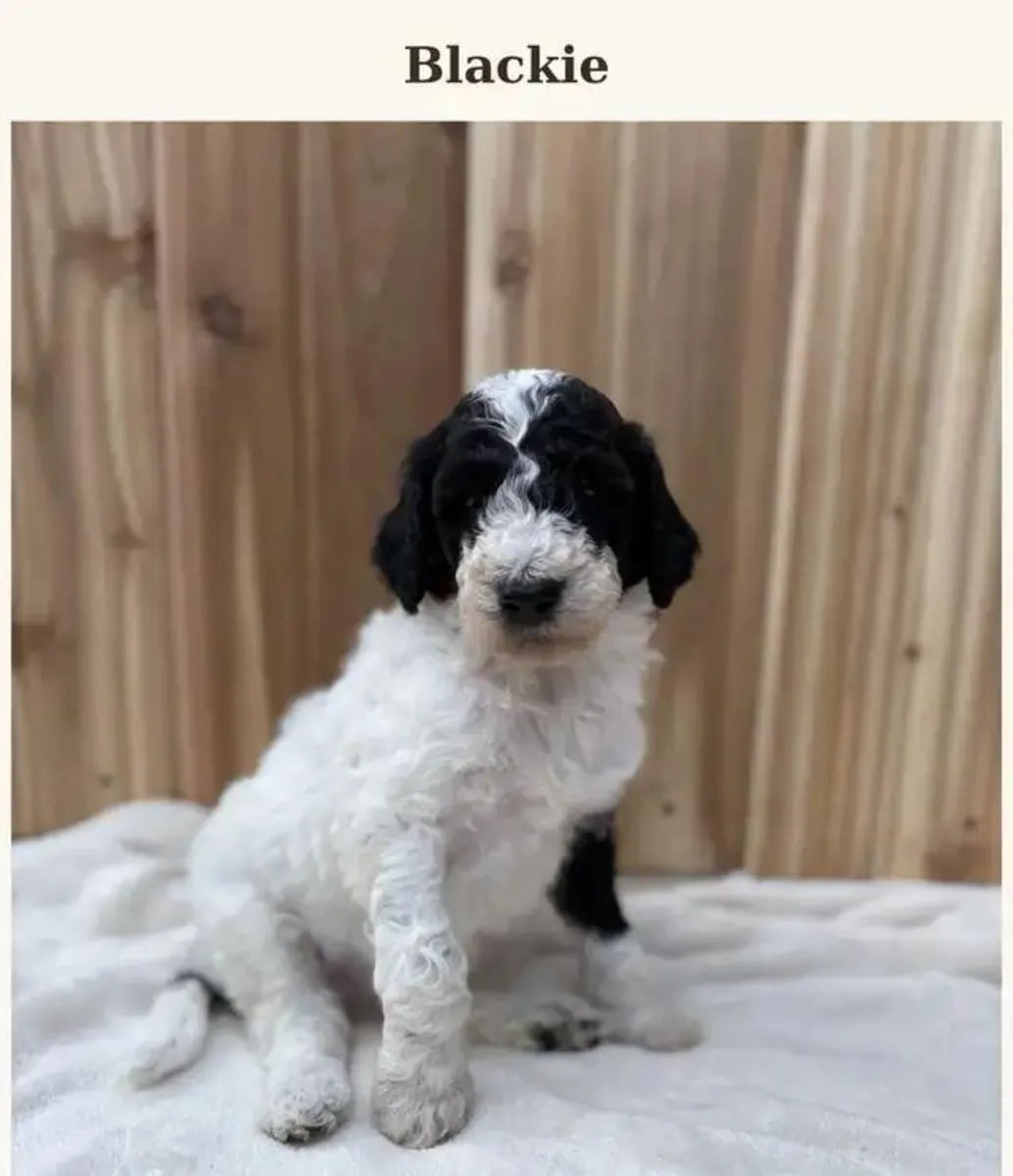 Cachorros de Poodle Estándar