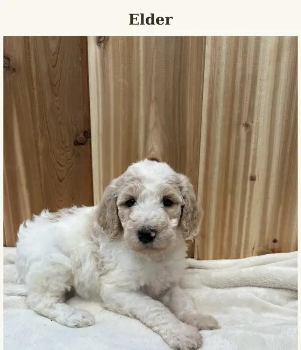 Cachorros de Poodle Estándar