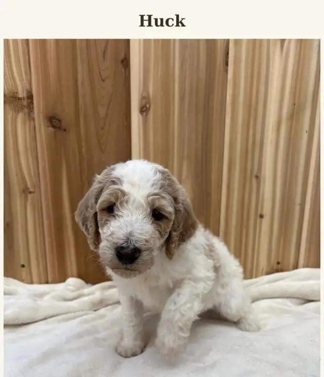 Cachorros de Poodle Estándar