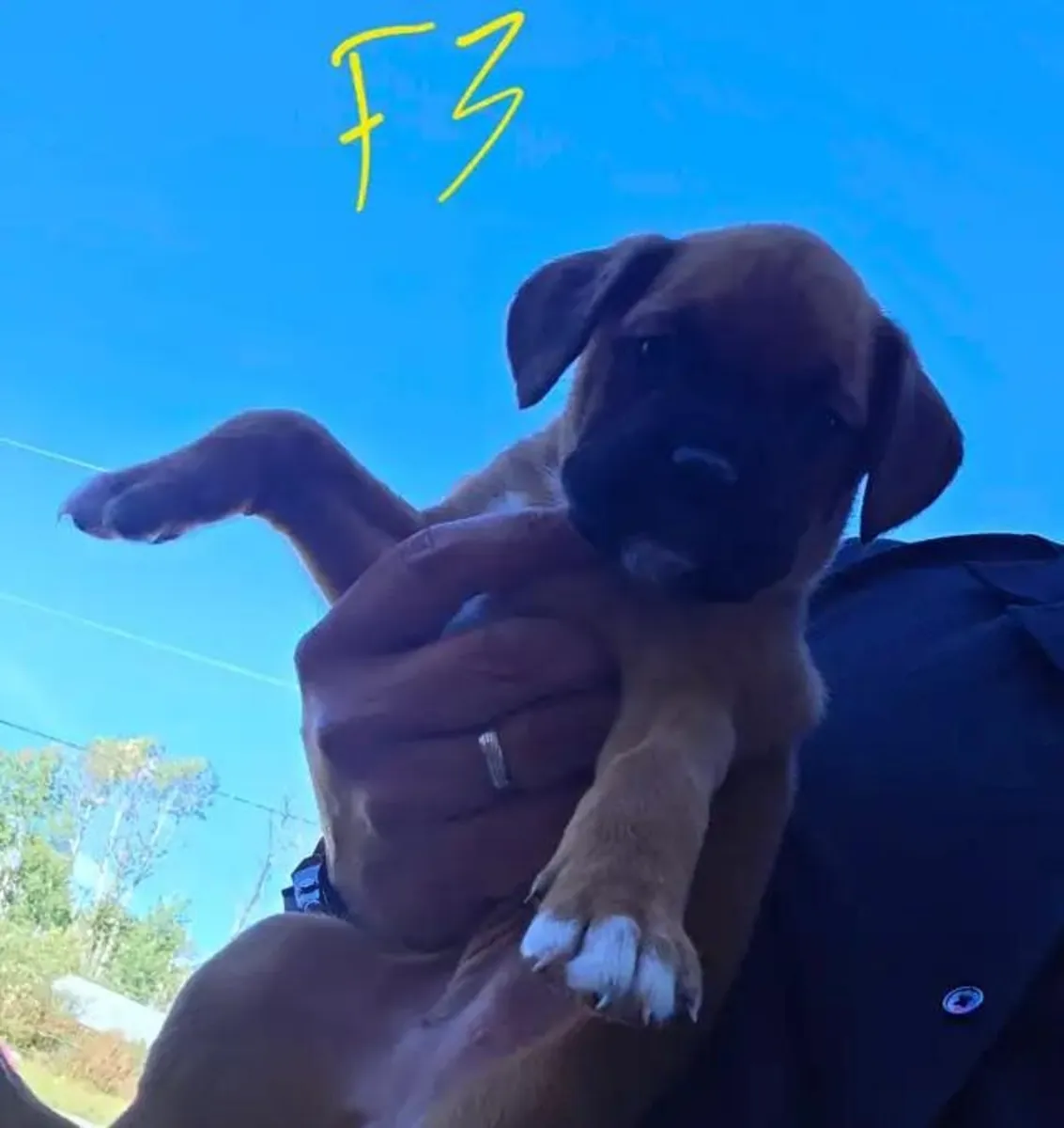 Cachorros de Boxer. Atigrado, leonado. 4 hembras. 2 machos.