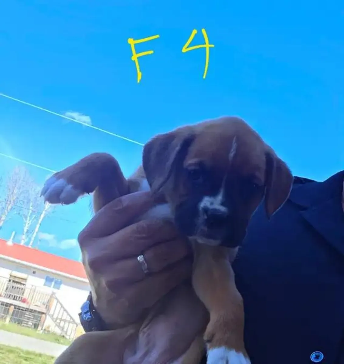 Cachorros de Boxer. Atigrado, leonado. 4 hembras. 2 machos.
