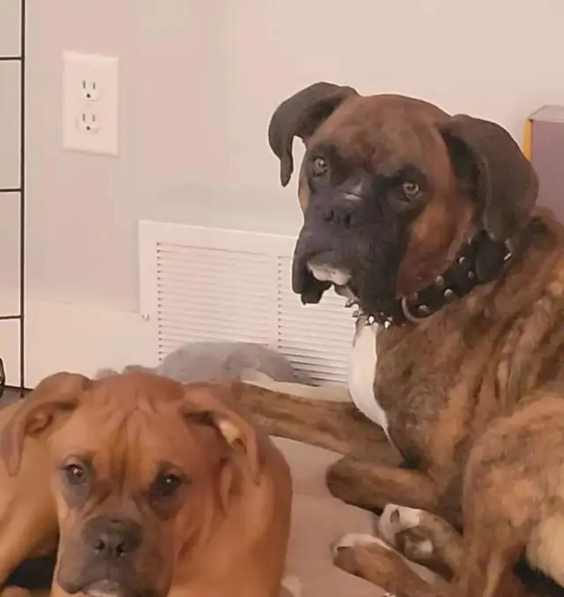 Cachorros de Boxer. Atigrado, leonado. 4 hembras. 2 machos.