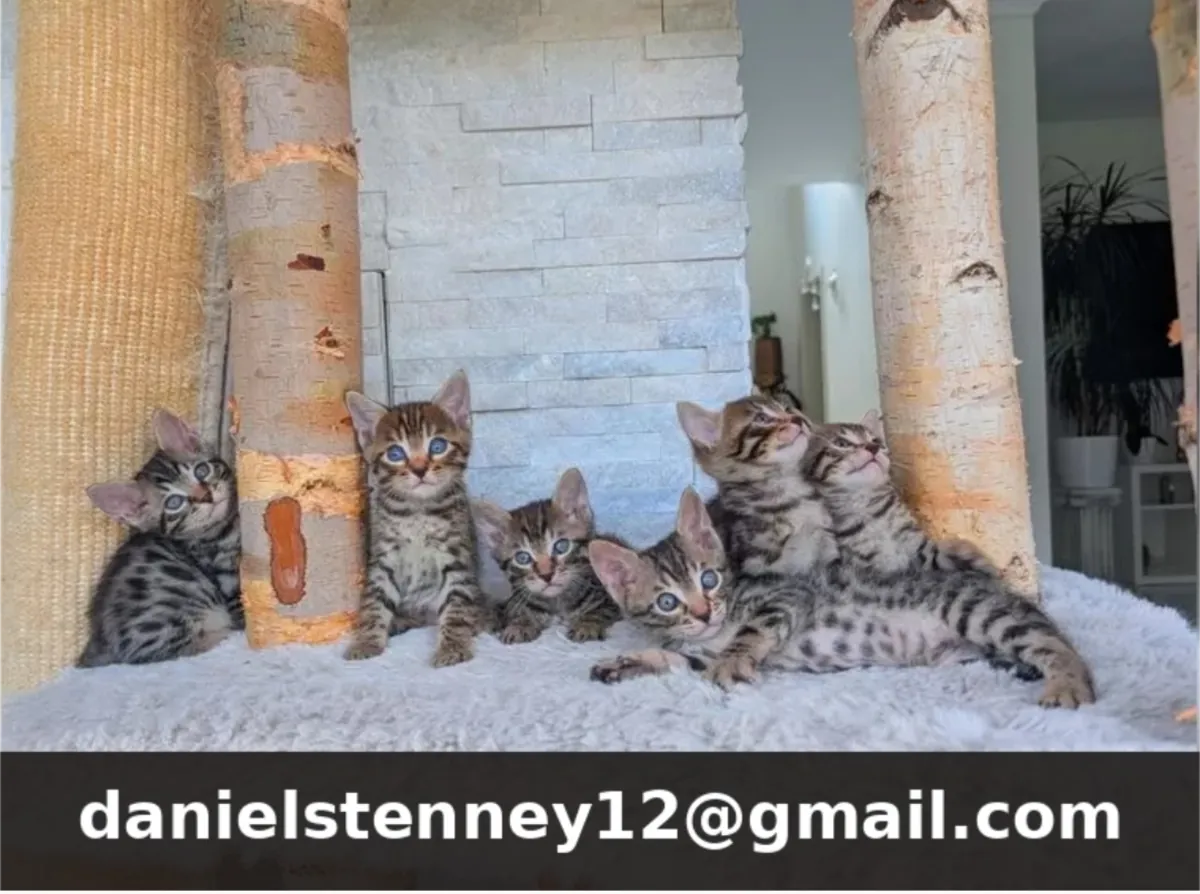 Enchanting Bengal kittens!