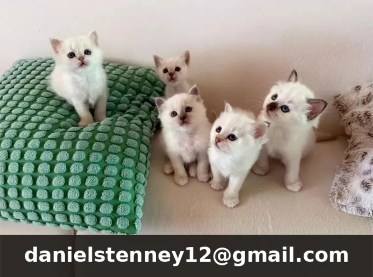 Sacred Birman kittens