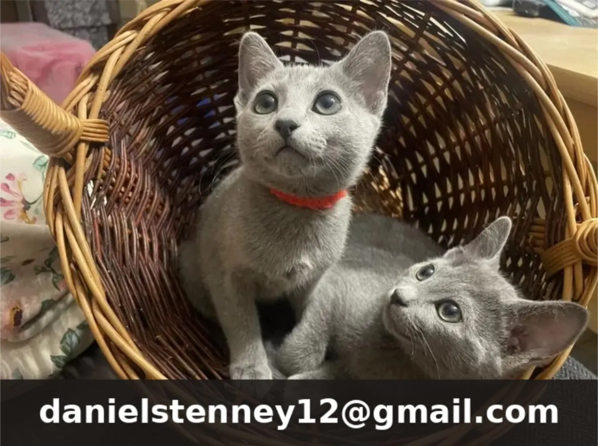 Chaton Bleu Russe Disponible