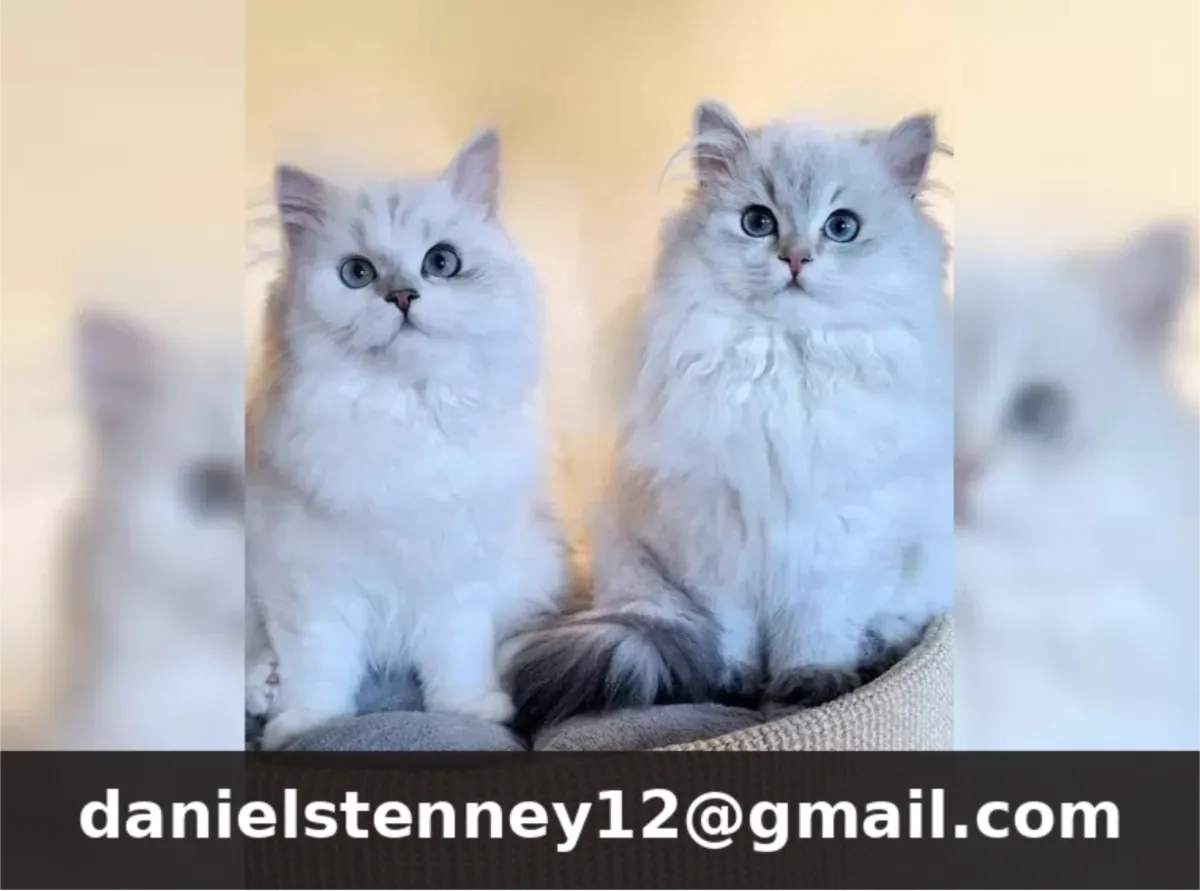 Британский длинношерстный котенок