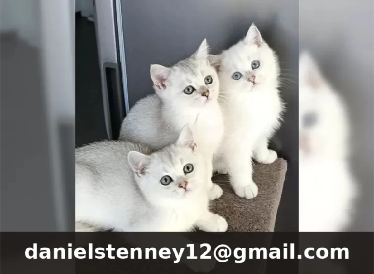 Chatons British Shorthair de race pure
