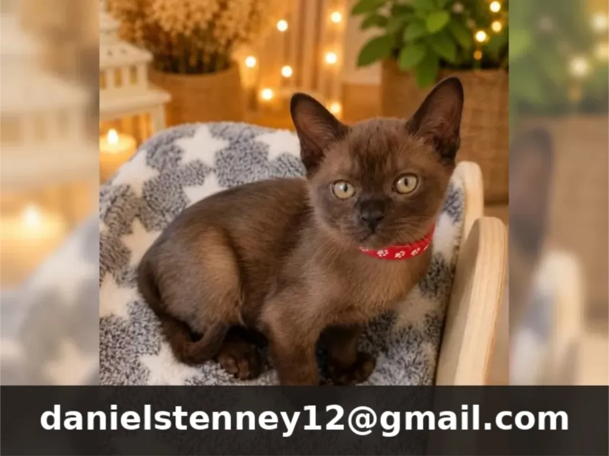 Burmese kittens