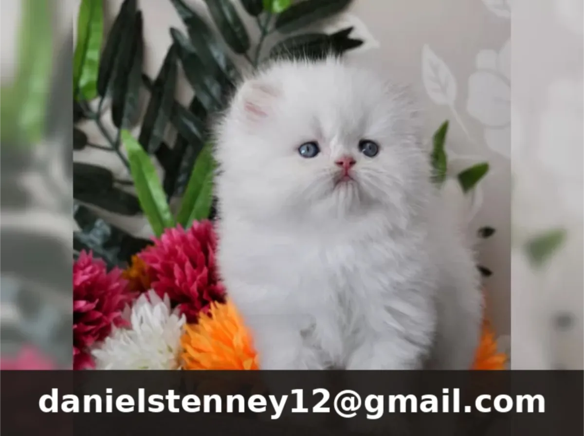 Purebred Persian Kitten