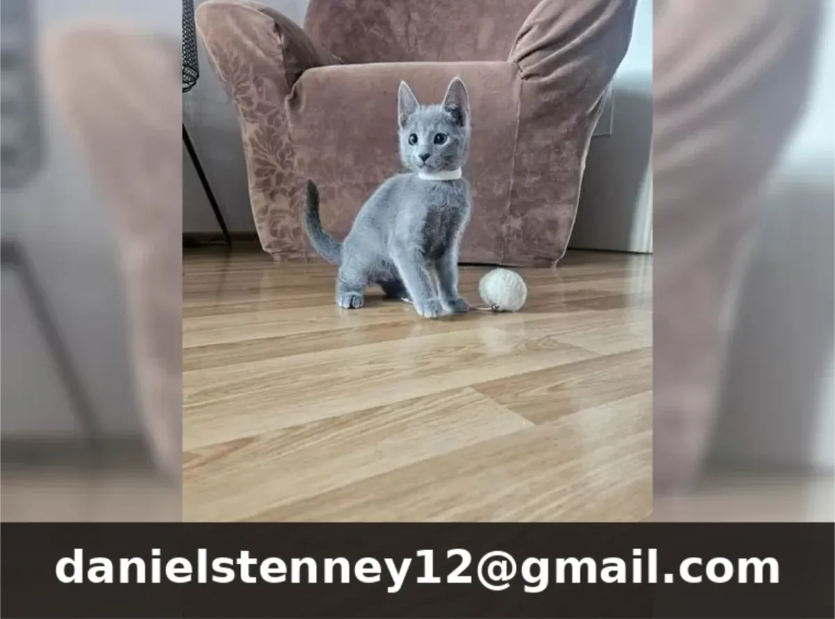 Chatons Bleu Russe