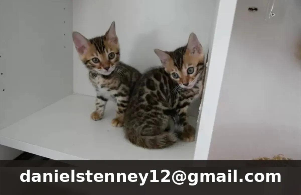 Purebred Bengal kittens