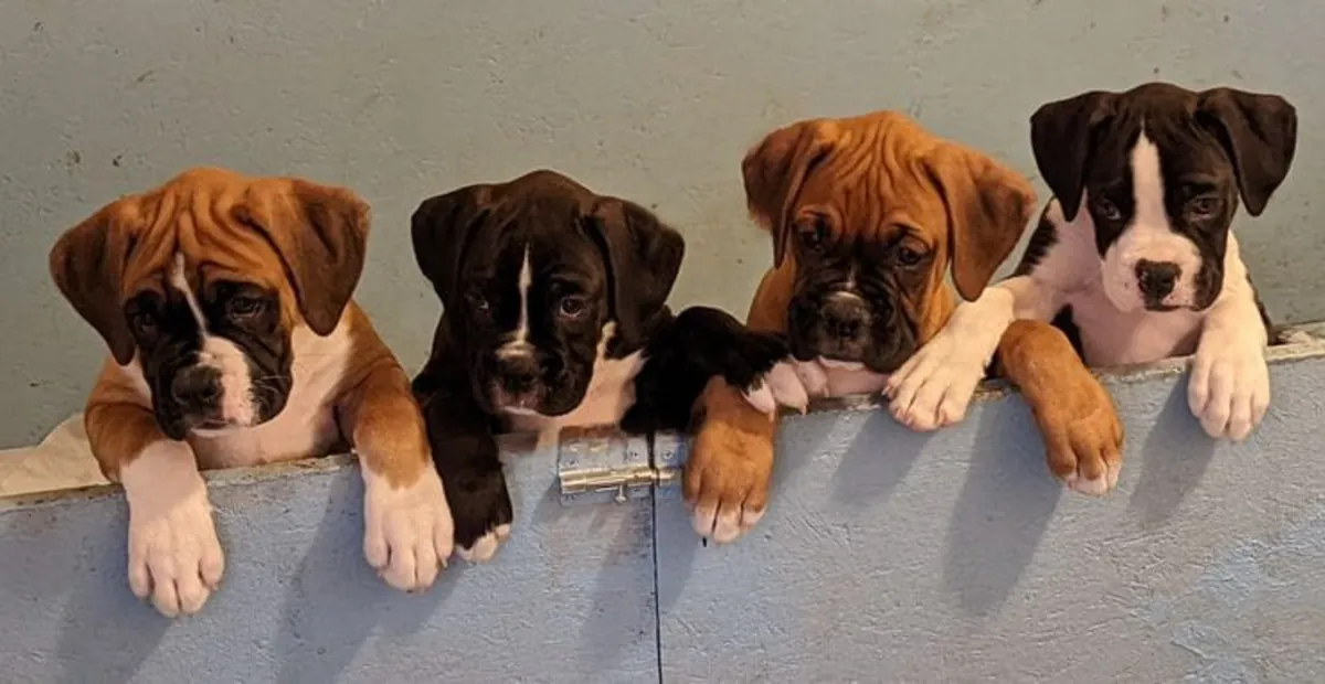 CHIOTS BOXER AVEC TOUS LES VACCINS À ADOPTER