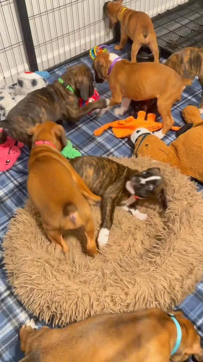 CHIOTS BOXER AVEC MICROCHIP À ADOPTER 49........152.....1503......4137