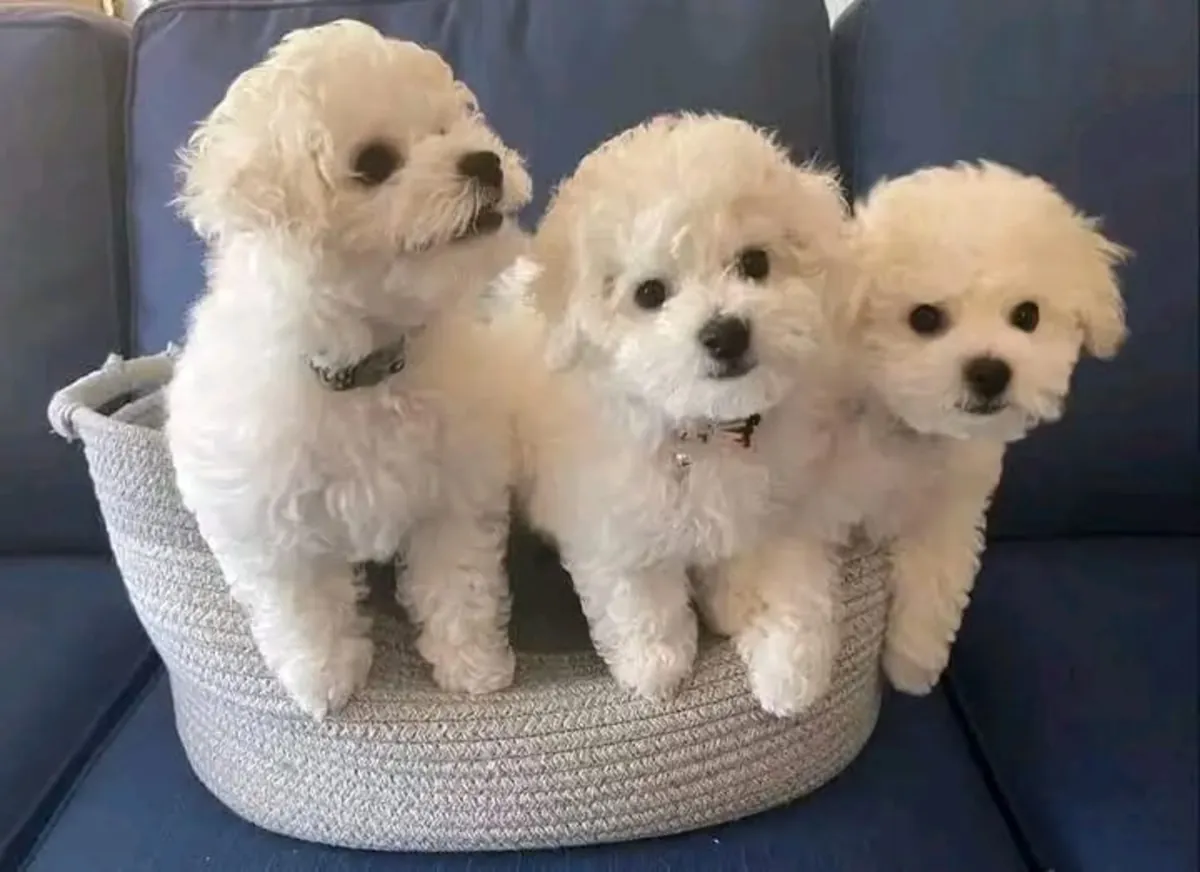 Cachorros de bichón maltés en venta.