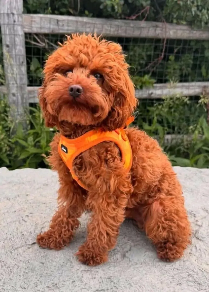 Cachorros de caniche en venta.