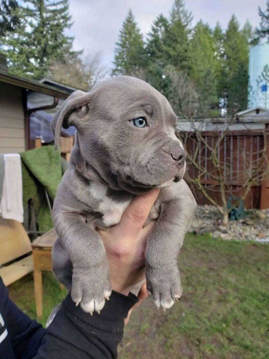 🐾 Rencontrez le adorable Bulldog Français ! 🐶💙