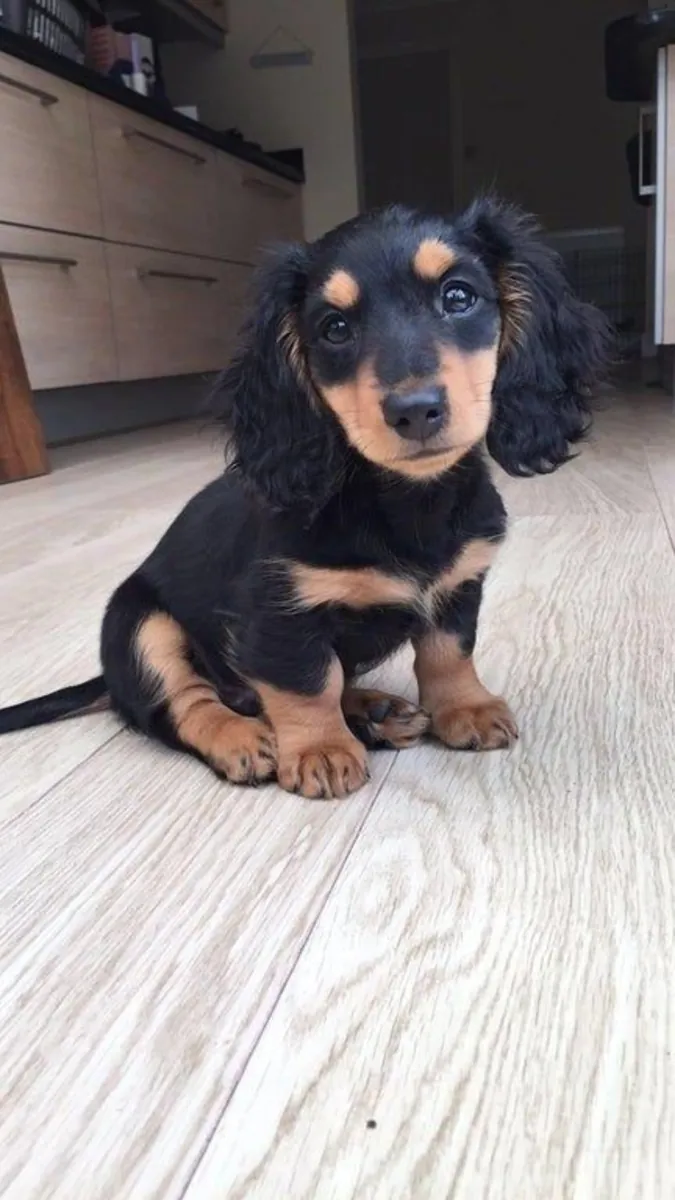 Rencontrez ce adorable Teckel nain ! 🐶❤️