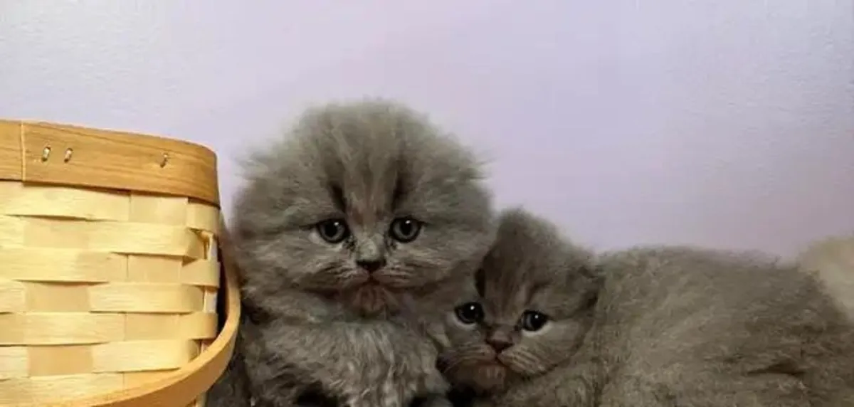 Прекрасный чистокровный шотландский фолд с длинной шерстью