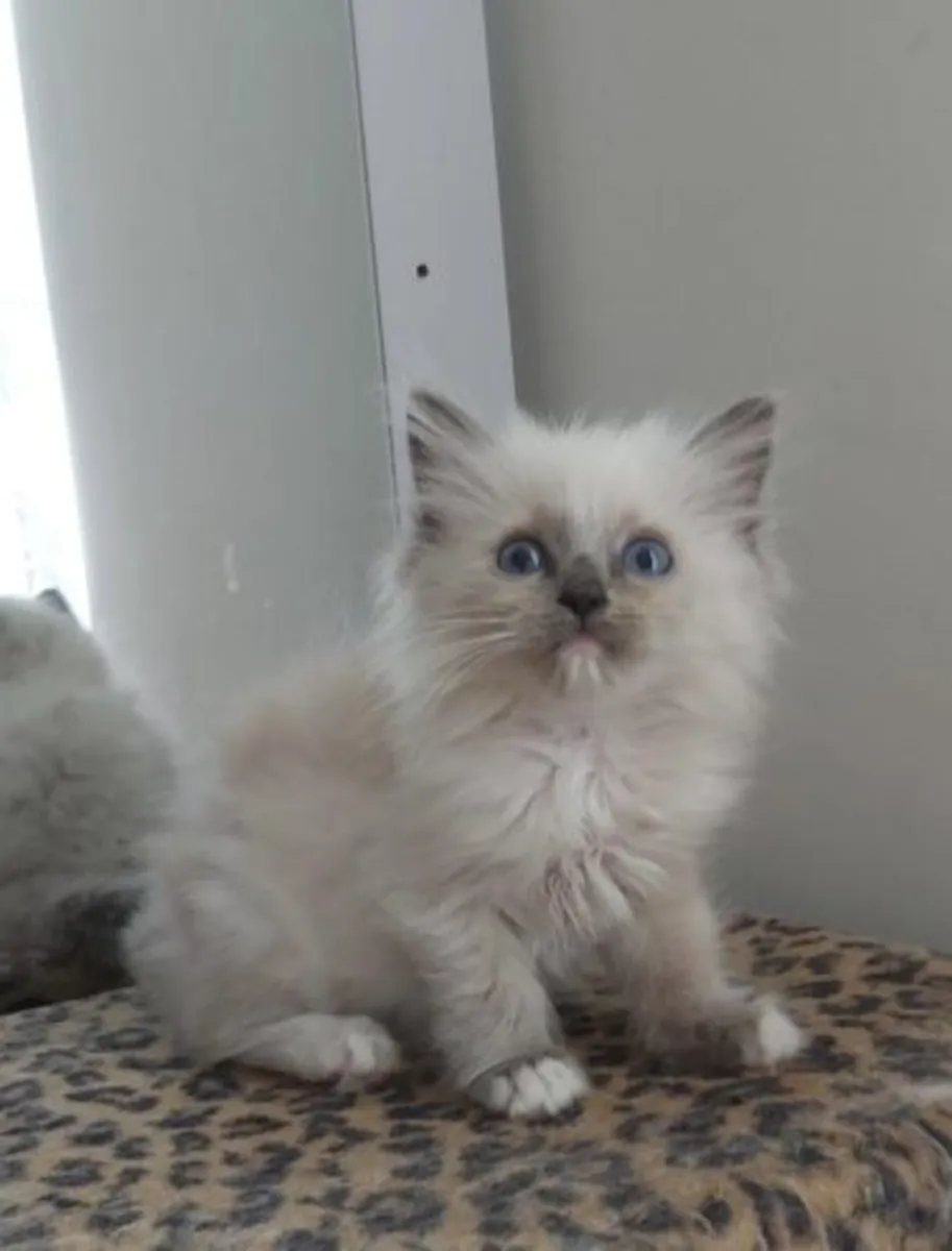 雌性布偶猫 (Seal Tortie Bicolor):