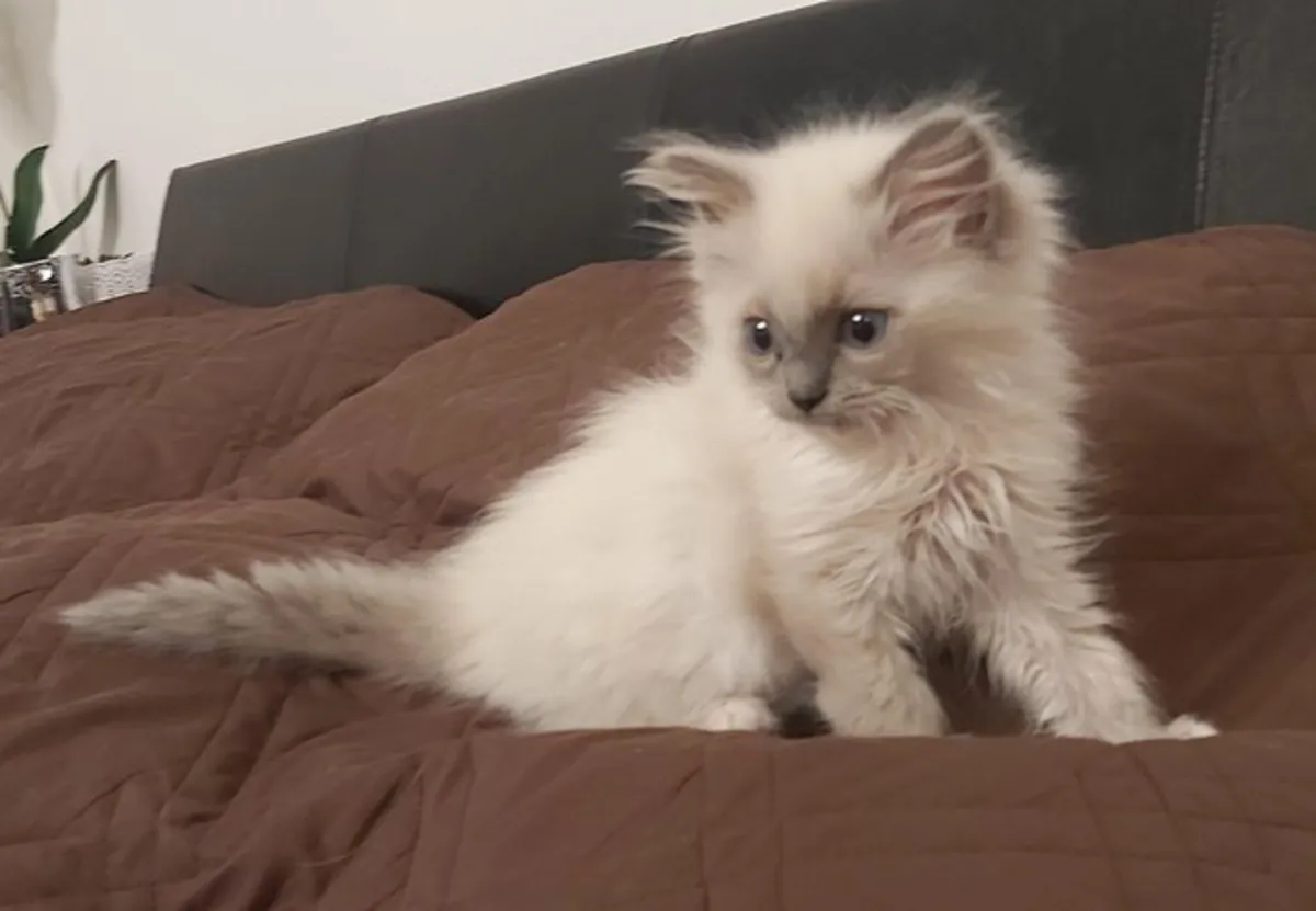 雌性布偶猫 (Seal Tortie Bicolor):