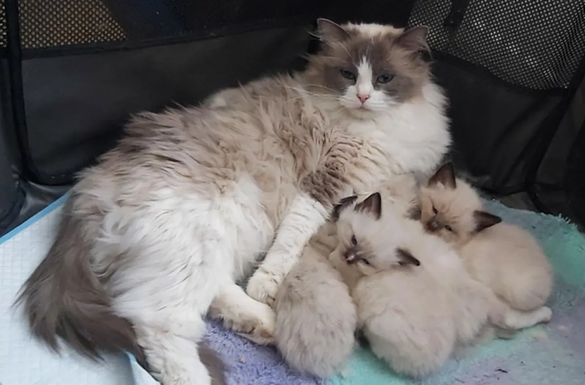 雌性布偶猫 (Seal Tortie Bicolor):