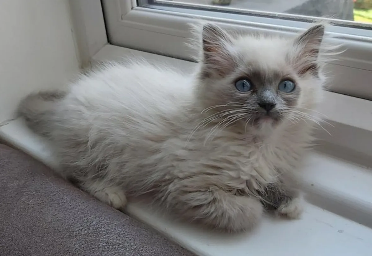 雌性布偶猫 (Seal Tortie Bicolor):
