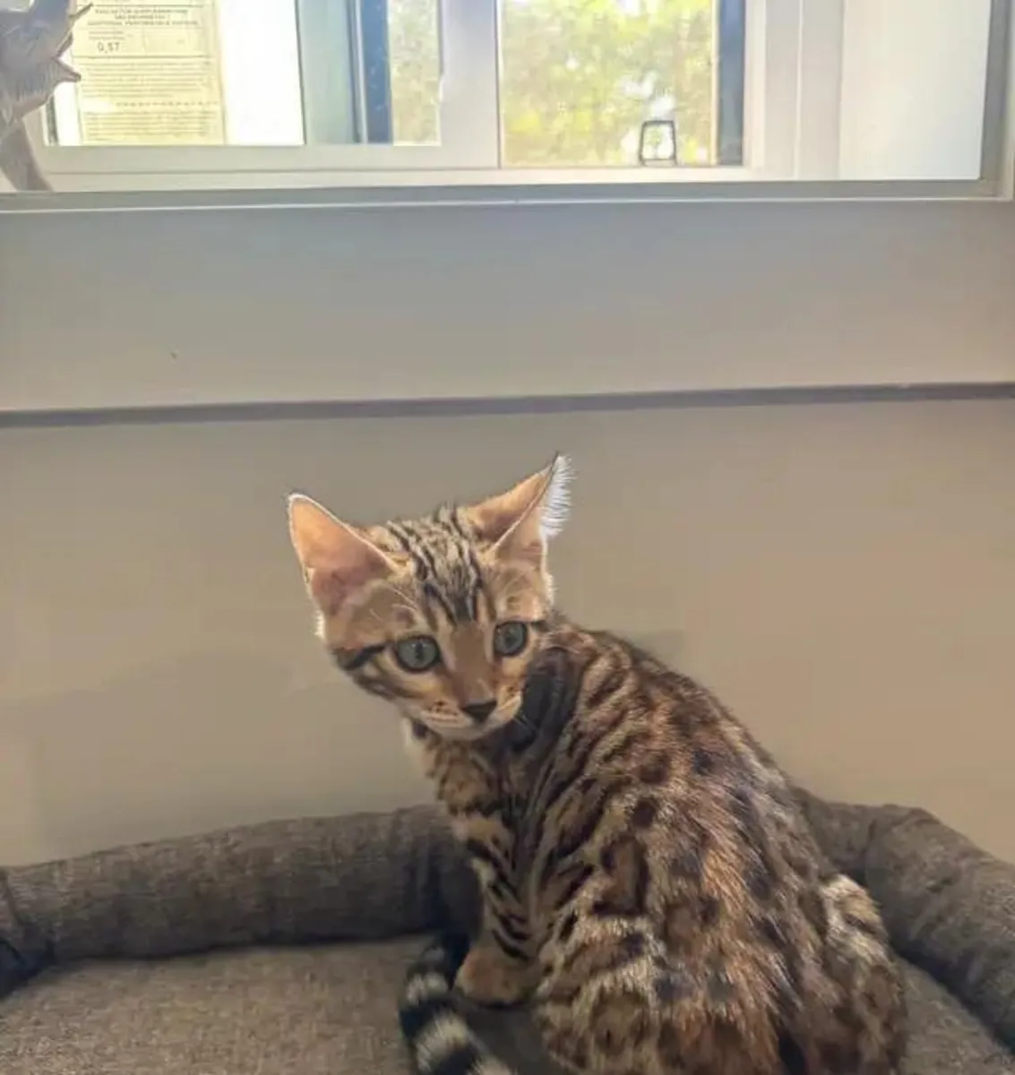 Safkan Bengal Kedisi…Bana yazın
